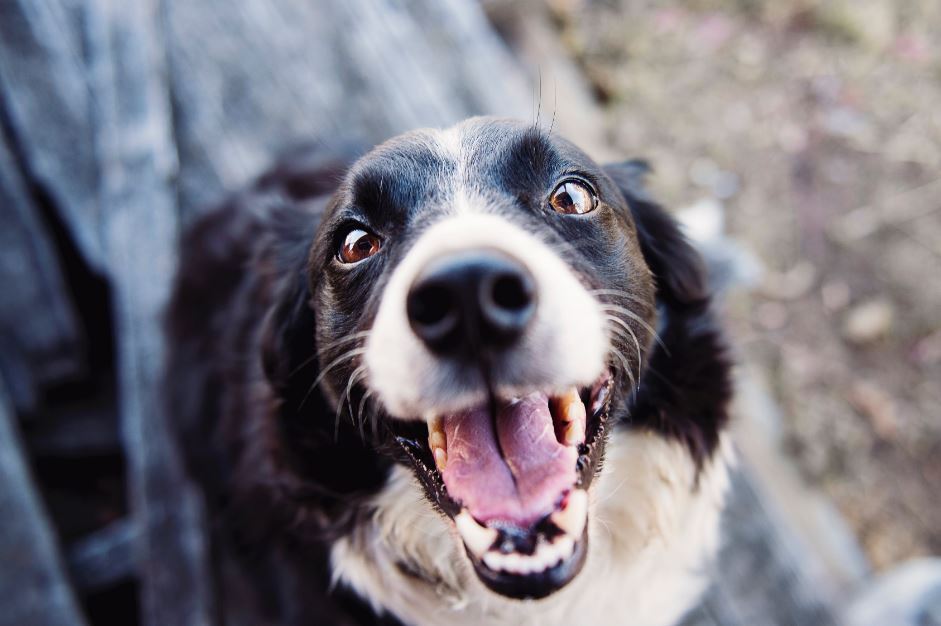 Petpalooza: El evento para amantes de perros incluye una carrera de puerquitos y mucho más.